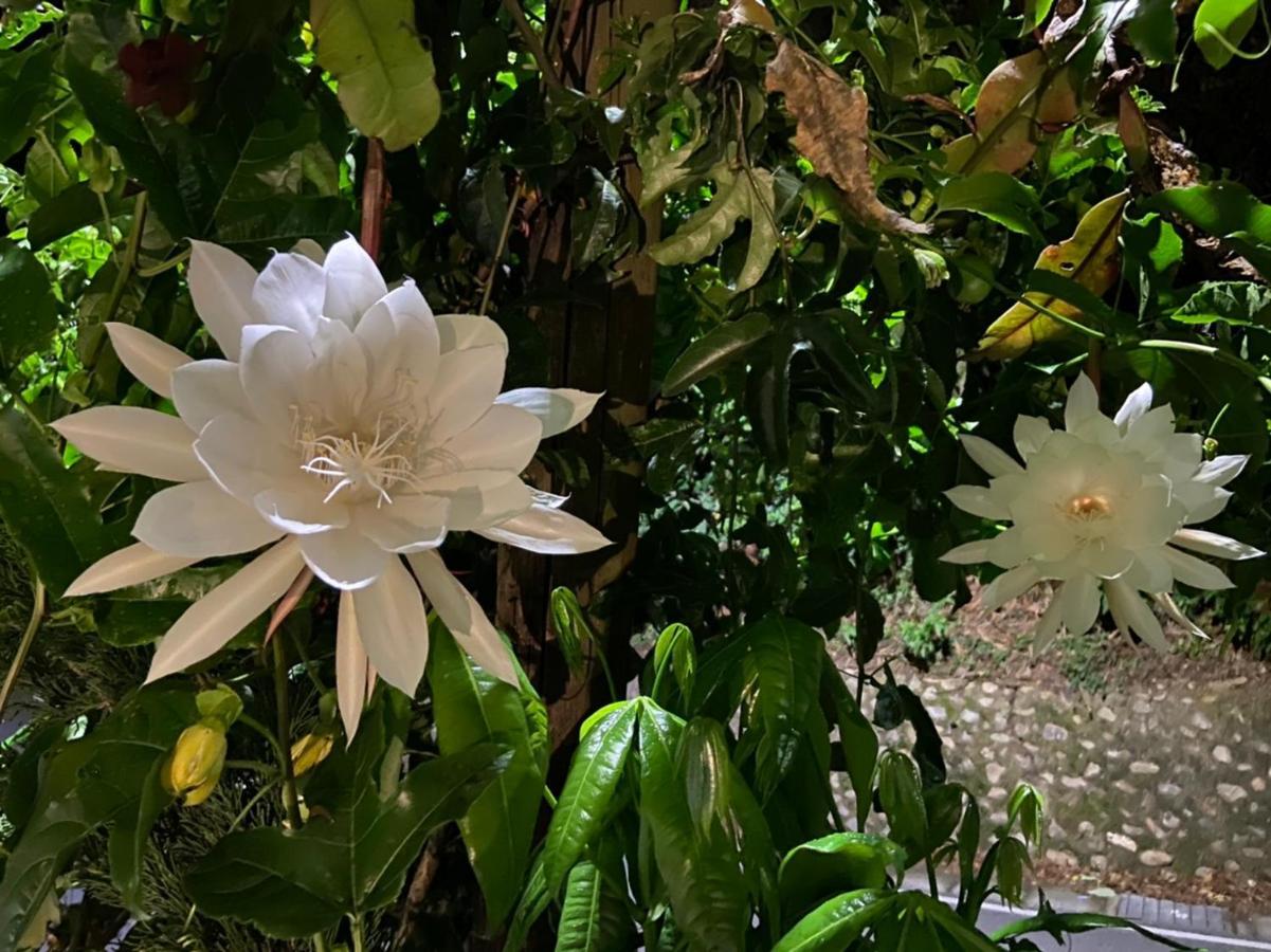 Tian Hsiang Tea B&B Renai Bagian luar foto